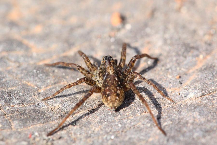 Паук-волк (лат. Lycosidae) с серо-бурой шёрсткой греется в лучах апрельского солнца