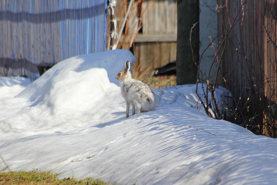 Заяц-русак (Lepus europaeus) на снежном сугробе весной в белой шубке, линяющей на более тёмнуй и чуть рыжеватой мордочкой