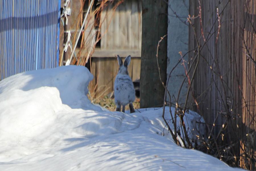 Заяц-русак (Lepus europaeus) на снежном сугробе весной в белой шубке, линяющей на более тёмнуй и чуть рыжеватой мордочкой