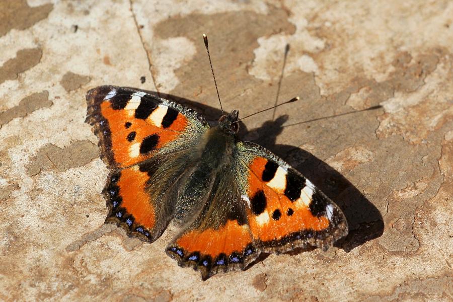 Бабочка-крапивница (лат. Aglais urticae, Nymphalis urticae) ранней весной: рыжие с черными и белыми пятнами крылья с каймой из синих пятен