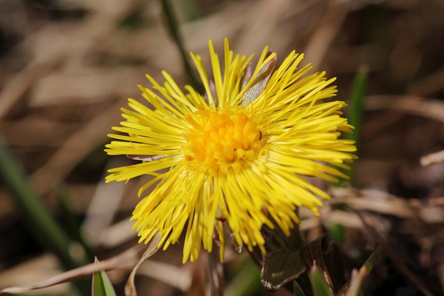 Яркий жёлтый цветок мать-и-мачехи весной, в середине апреля