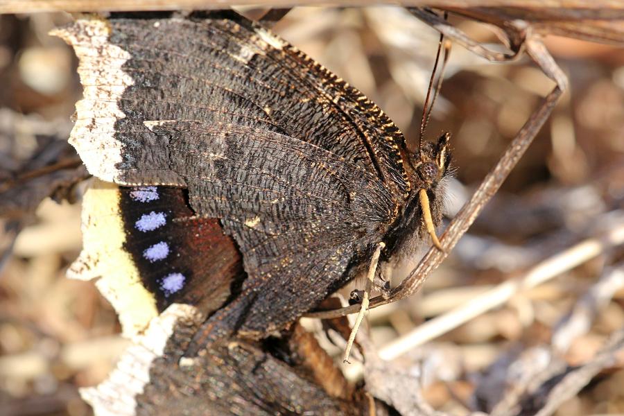 Копуляция (размножение, секс) пары бабочек-траурниц (лат. Nymphalis antiopa) ранней весной, в апреле