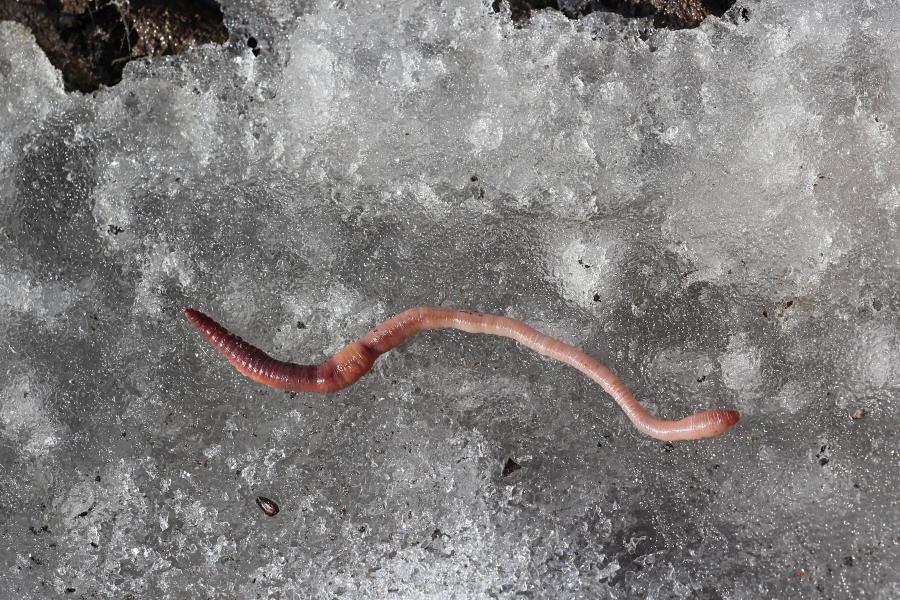 Земляной червяк (лат. Lumbricina), выползший ранней весной в апреле на не до конца растаяший лёд