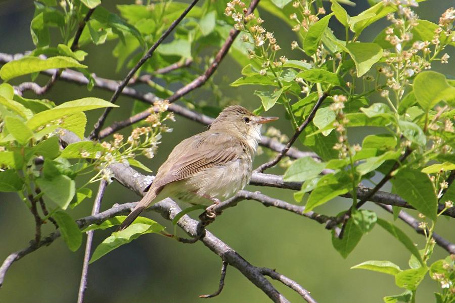 Камышовка садовая (Acrocephalus dumetorum) - небольшая серая птица с серо-бурым верхом и оливково-бежевым низом