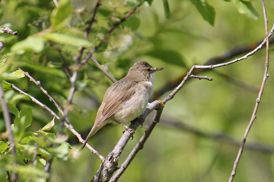 Камышовка садовая (Acrocephalus dumetorum) - небольшая серая птица с серо-бурым верхом и оливково-бежевым низом