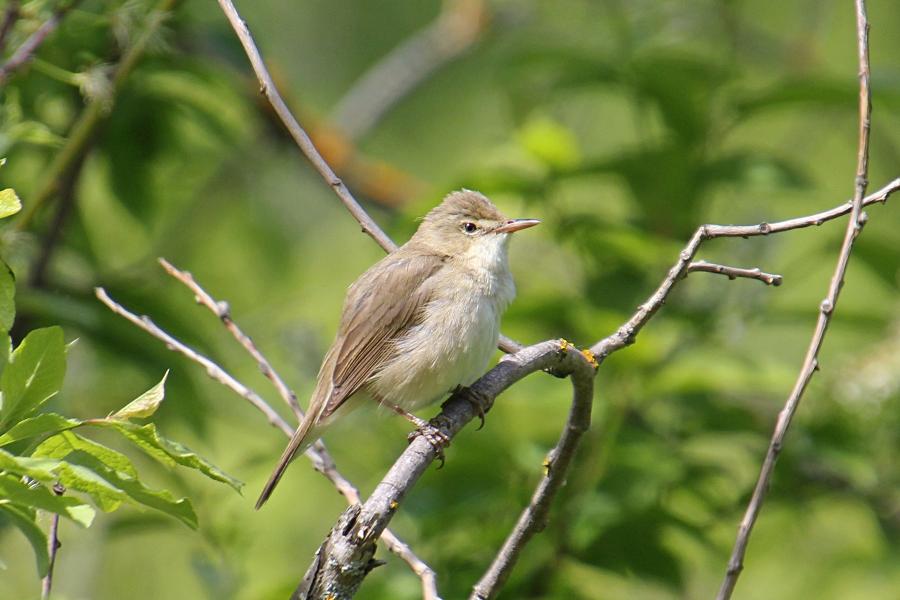 Камышовка садовая (Acrocephalus dumetorum) - небольшая серая птица с серо-бурым верхом и оливково-бежевым низом