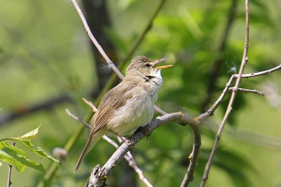 Камышовка садовая (Acrocephalus dumetorum) - небольшая серая птица с серо-бурым верхом и оливково-бежевым низом