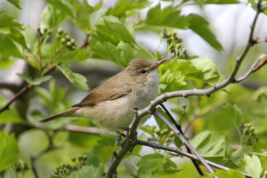 Камышовка садовая (Acrocephalus dumetorum) - небольшая серая птица с серо-бурым верхом и оливково-бежевым низом