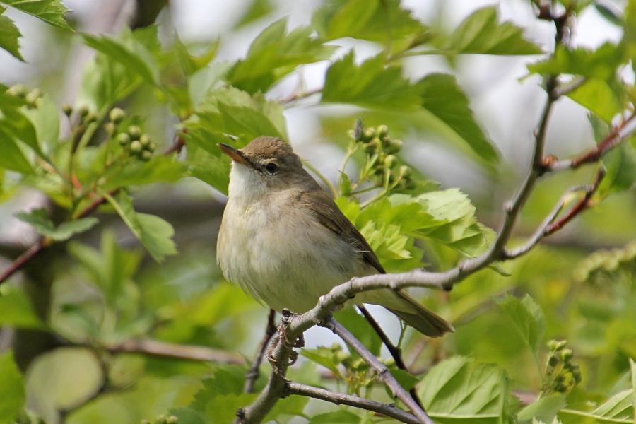 Камышовка садовая (Acrocephalus dumetorum) - небольшая серая птица с серо-бурым верхом и оливково-бежевым низом