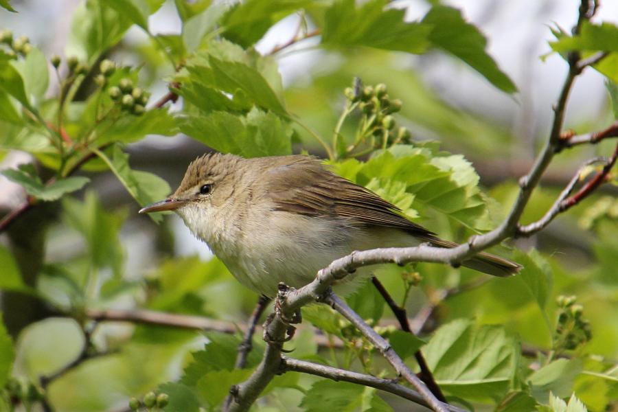 Камышовка садовая (Acrocephalus dumetorum) - небольшая серая птица с серо-бурым верхом и оливково-бежевым низом