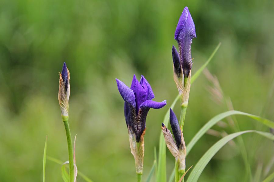 Сине-фиолетовые цветки и бутоны дикого ириса (ирис сибирский, Iris sibirica, касатик) в конце июня на заливных лугах