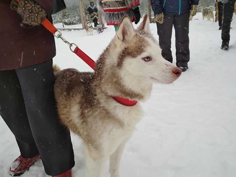 Хаски по кличке Осень на поводке