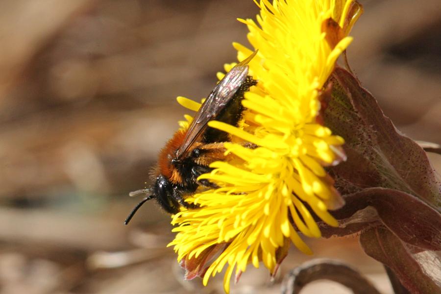 Мохнатая пчела собирает нектар и пыльцу на первых цветках мать-и-мачехи ранней весной в начале апреля