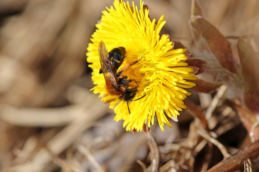 Мохнатая пчела собирает нектар и пыльцу на первых цветках мать-и-мачехи ранней весной в начале апреля