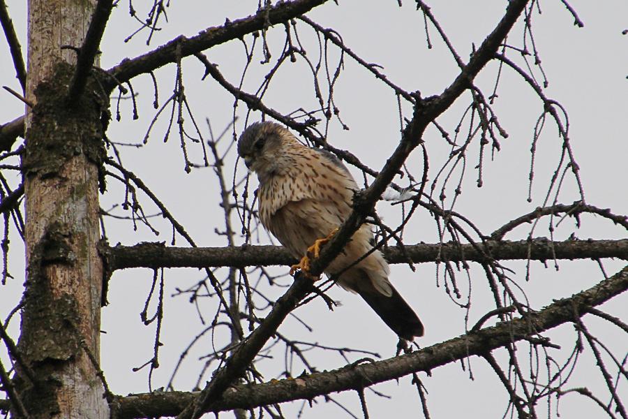 Дербник (лат. Falco columbarius) - мелкий (с голубя) сокол с серыми крыльями (бурыми у самок), крапчатым низом, жёлтыми лапами и похожим на ласточку полетом