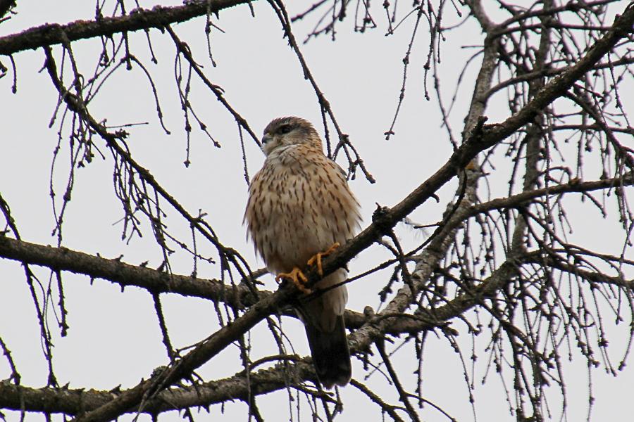 Дербник (лат. Falco columbarius) - мелкий (с голубя) сокол с серыми крыльями (бурыми у самок), крапчатым низом, жёлтыми лапами и похожим на ласточку полетом