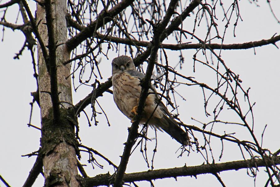 Смотрит на вас как на добычу.
Дербник (лат. Falco columbarius) - мелкий (с голубя) сокол с серыми крыльями (бурыми у самок), крапчатым низом, жёлтыми лапами и похожим на ласточку полетом