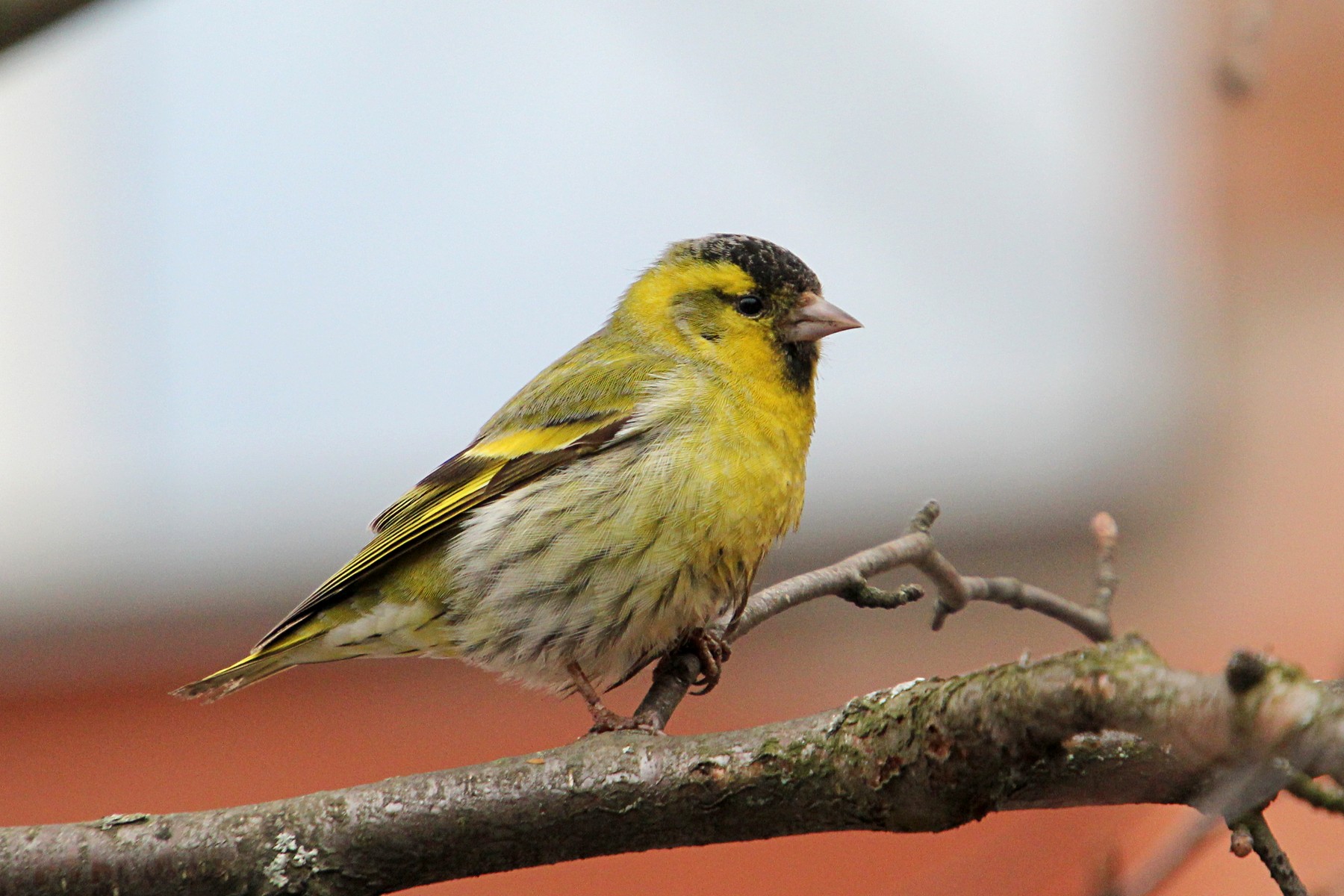 Маленькая птичка с желтыми крыльями. Carduelis Spinus. Чиж (лат. Carduelis Spinus. Чижик птица. Птенец зеленушки.