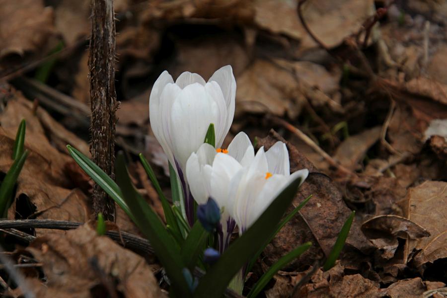 Белый цветок шафрана (он же крокус) ранней весной в апреле среди прошлогодней опавшей листвы