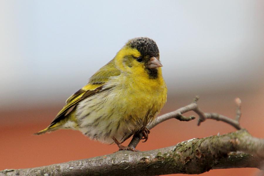 Чиж (лат. Carduelis spinus) - маленькая птичка зеленовато-жёлтого цвета с жёлтой и чёрной полосами на крыльях, крапинками на животе и чёрной шапочкой у самца