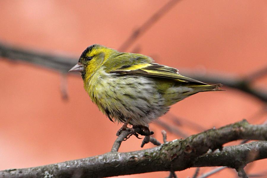 Чиж (лат. Carduelis spinus) - маленькая птичка зеленовато-жёлтого цвета с жёлтой и чёрной полосами на крыльях, крапинками на животе и чёрной шапочкой у самца