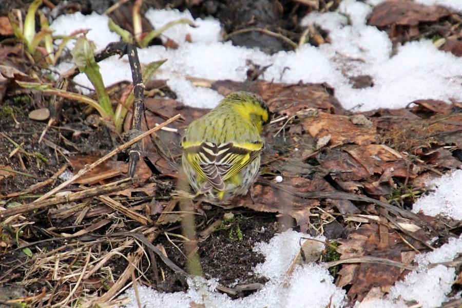 Чиж (лат. Carduelis spinus) - маленькая птичка зеленовато-жёлтого цвета с жёлтой и чёрной полосами на крыльях, крапинками на животе и чёрной шапочкой у самца