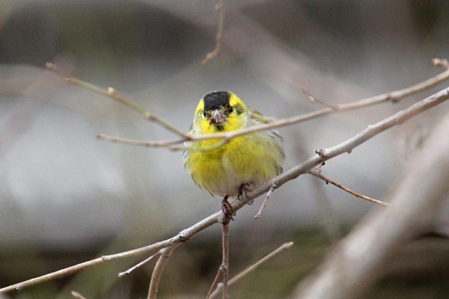 Чиж (лат. Carduelis spinus) - маленькая птичка зеленовато-жёлтого цвета с жёлтой и чёрной полосами на крыльях, крапинками на животе и чёрной шапочкой у самца