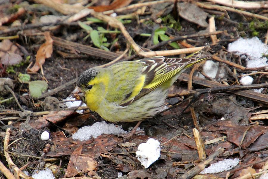 Чиж (лат. Carduelis spinus) - маленькая птичка зеленовато-жёлтого цвета с жёлтой и чёрной полосами на крыльях, крапинками на животе и чёрной шапочкой у самца