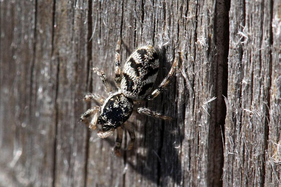 Паук скакунчик опоясанный (салтикус, лат. Salticus cingulatus) на старой древесине. Мелкий подвижный паук с полосатыми лапками, светлой шёрсткой с Y-образным узором на спинке