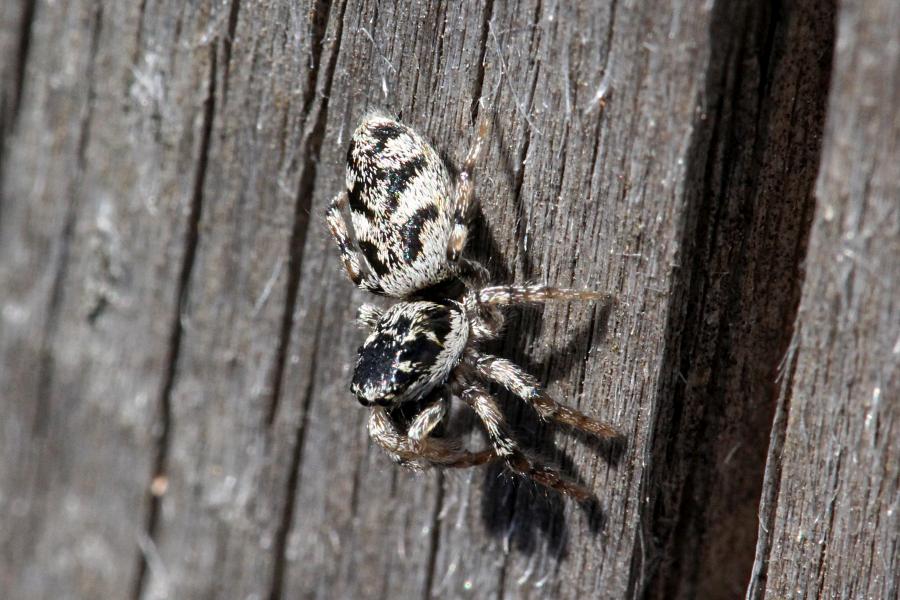 Паук скакунчик опоясанный (салтикус, лат. Salticus cingulatus) на старой древесине. Мелкий подвижный паук с полосатыми лапками, светлой шёрсткой с Y-образным узором на спинке
