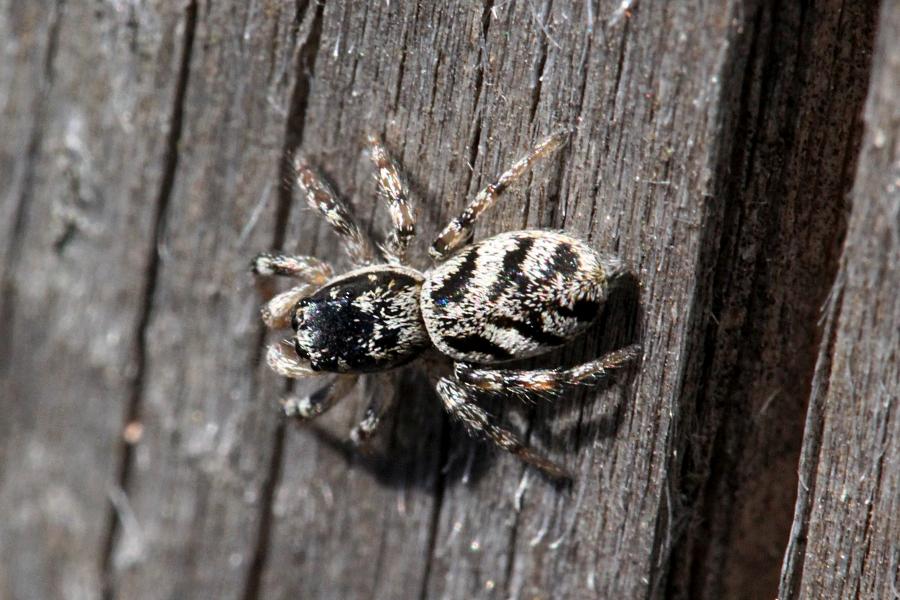 Паук скакунчик опоясанный (салтикус, лат. Salticus cingulatus) на старой древесине. Мелкий подвижный паук с полосатыми лапками, светлой шёрсткой с Y-образным узором на спинке