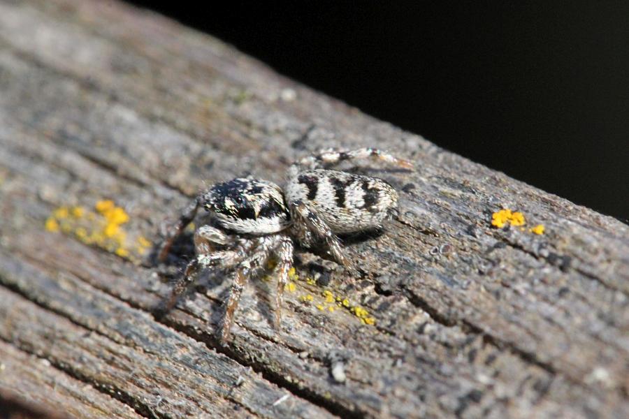 Паук скакунчик опоясанный (салтикус, лат. Salticus cingulatus) на старой древесине. Мелкий подвижный паук с полосатыми лапками, светлой шёрсткой с Y-образным узором на спинке