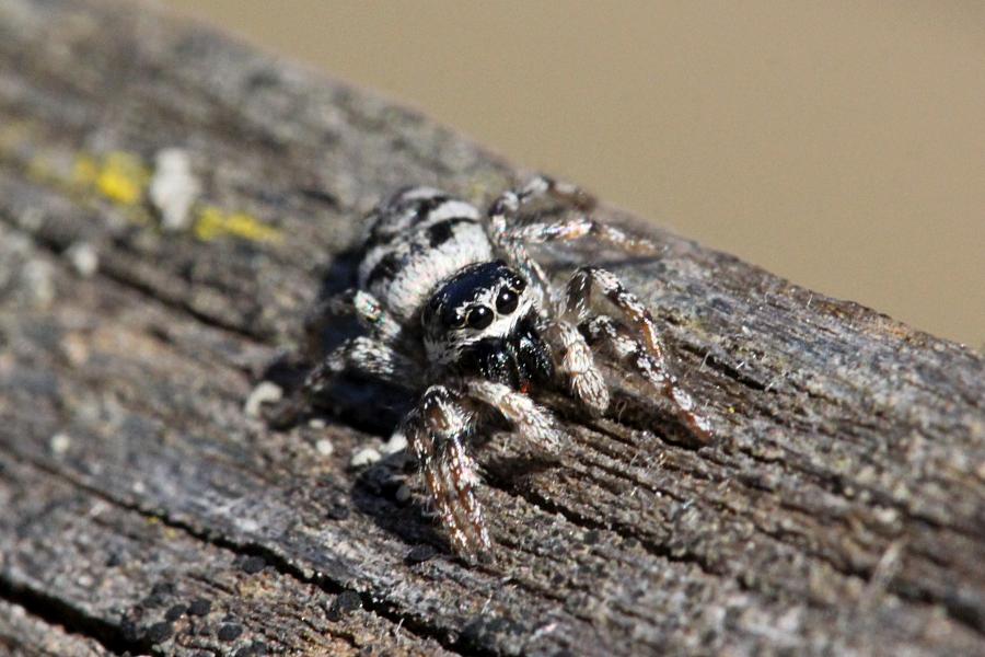 Паук скакунчик опоясанный (салтикус, лат. Salticus cingulatus) на старой древесине. Мелкий подвижный паук с полосатыми лапками, светлой шёрсткой с Y-образным узором на спинке