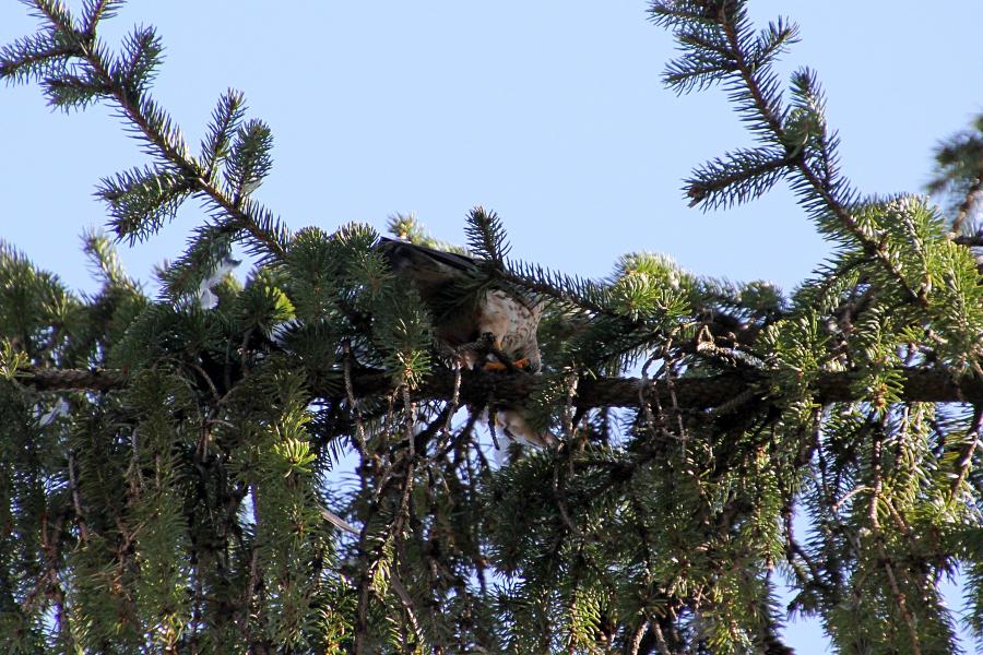 Мелкий сокол дербник (Falco columbarius) с добычей на ветке ели