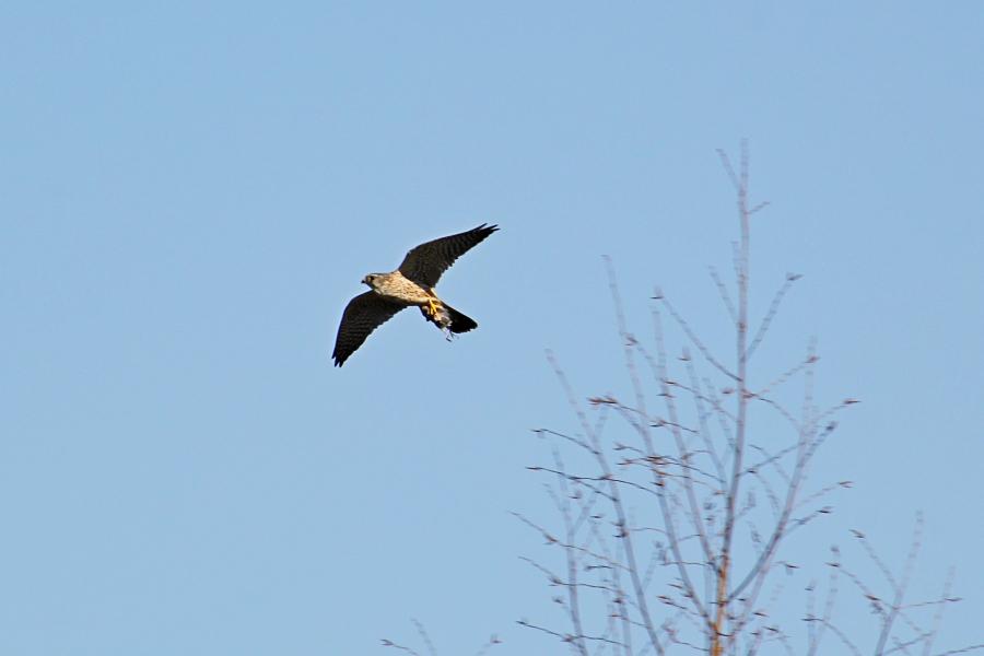Мелкий сокол дербник (Falco columbarius) в полёте с добычей