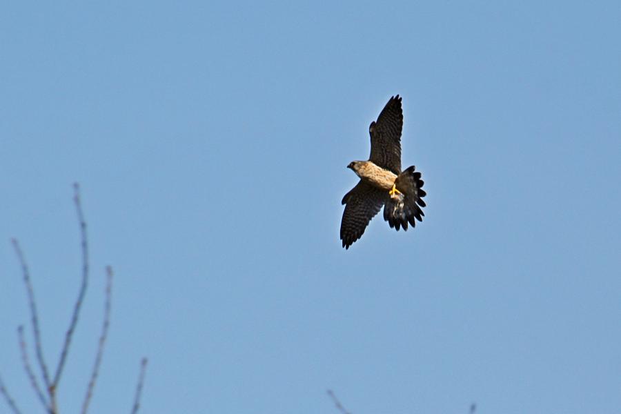 Мелкий сокол дербник (Falco columbarius) в полёте с добычей