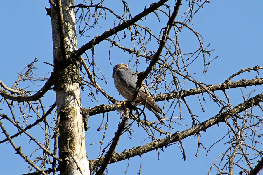 Мелкий сокол дербник (Falco columbarius) с добычей на ветке засохшей ели