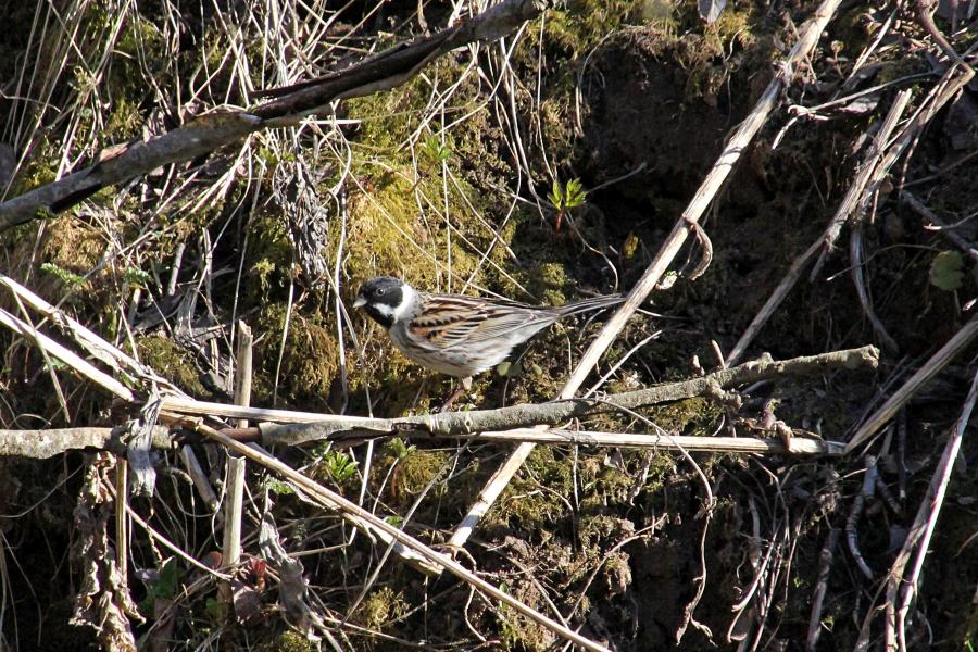 Камышовая (тростниковая) овсянка, камышник (лат. Emberiza schoeniclus) мелкая птица зарослей по берегам водоёмов, окраской напоминающая воробья, с чёрным «капюшончиком» на голове у самца