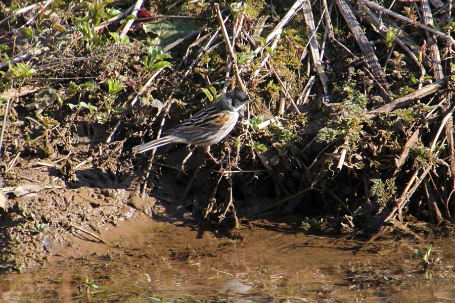 Камышовая (тростниковая) овсянка, камышник (лат. Emberiza schoeniclus) мелкая птица зарослей по берегам водоёмов, окраской напоминающая воробья, с чёрным «капюшончиком» на голове у самца