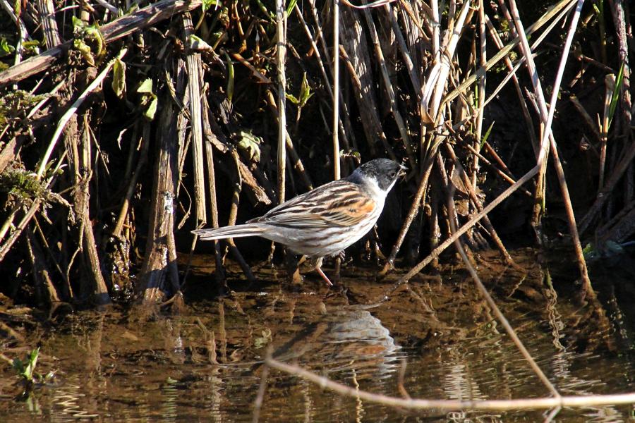 Камышовая (тростниковая) овсянка, камышник (лат. Emberiza schoeniclus) мелкая птица зарослей по берегам водоёмов, окраской напоминающая воробья, с чёрным «капюшончиком» на голове у самца