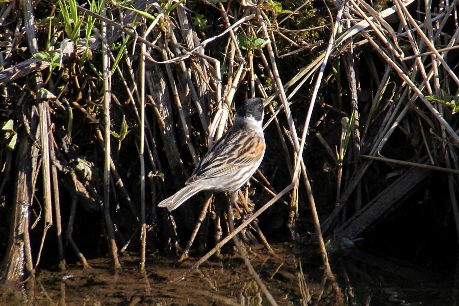 Камышовая (тростниковая) овсянка, камышник (лат. Emberiza schoeniclus) мелкая птица зарослей по берегам водоёмов, окраской напоминающая воробья, с чёрным «капюшончиком» на голове у самца