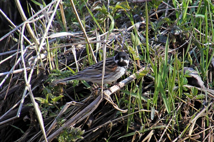 Камышовая (тростниковая) овсянка, камышник (лат. Emberiza schoeniclus) мелкая птица зарослей по берегам водоёмов, окраской напоминающая воробья, с чёрным «капюшончиком» на голове у самца