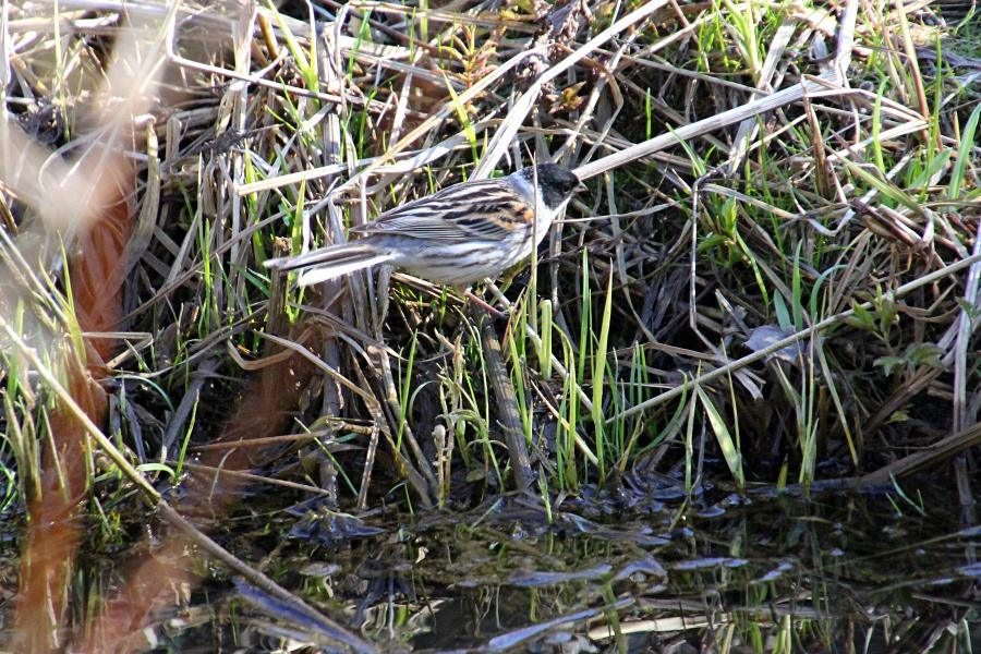 Камышовая (тростниковая) овсянка, камышник (лат. Emberiza schoeniclus) мелкая птица зарослей по берегам водоёмов, окраской напоминающая воробья, с чёрным «капюшончиком» на голове у самца