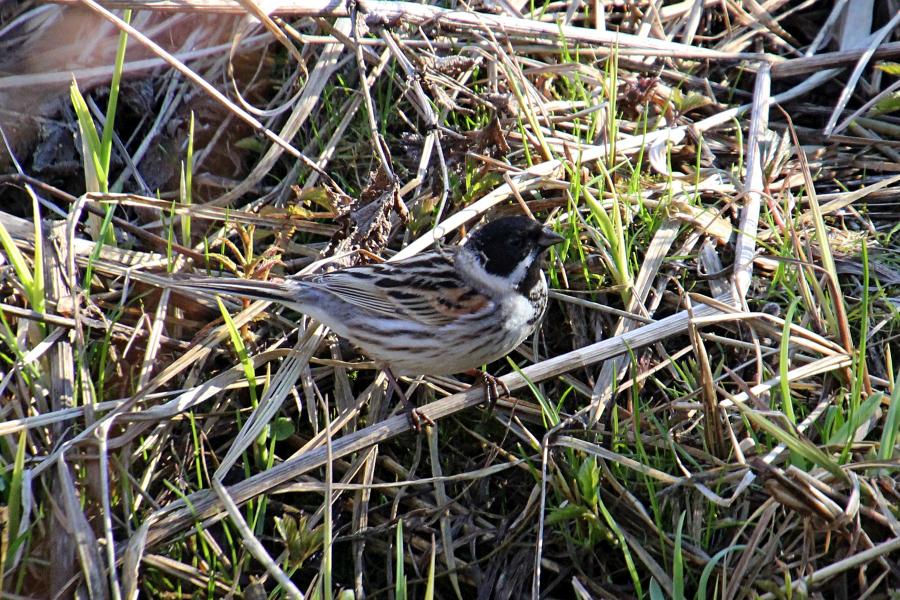 Камышовая (тростниковая) овсянка, камышник (лат. Emberiza schoeniclus) мелкая птица зарослей по берегам водоёмов, окраской напоминающая воробья, с чёрным «капюшончиком» на голове у самца