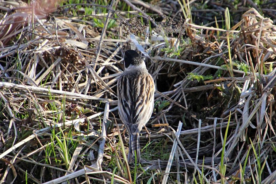 Камышовая (тростниковая) овсянка, камышник (лат. Emberiza schoeniclus) мелкая птица зарослей по берегам водоёмов, окраской напоминающая воробья, с чёрным «капюшончиком» на голове у самца