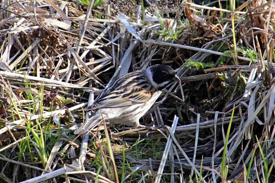 Камышовая (тростниковая) овсянка, камышник (лат. Emberiza schoeniclus) мелкая птица зарослей по берегам водоёмов, окраской напоминающая воробья, с чёрным «капюшончиком» на голове у самца