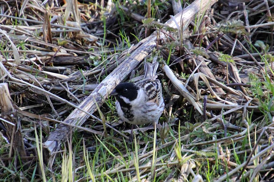 Камышовая (тростниковая) овсянка, камышник (лат. Emberiza schoeniclus) мелкая птица зарослей по берегам водоёмов, окраской напоминающая воробья, с чёрным «капюшончиком» на голове у самца