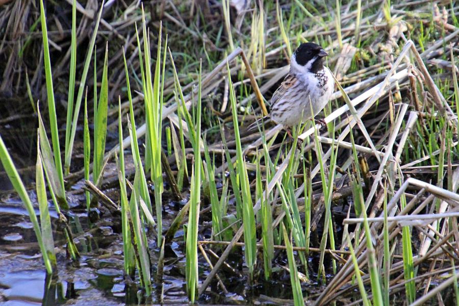 Камышовая (тростниковая) овсянка, камышник (лат. Emberiza schoeniclus) мелкая птица зарослей по берегам водоёмов, окраской напоминающая воробья, с чёрным «капюшончиком» на голове у самца