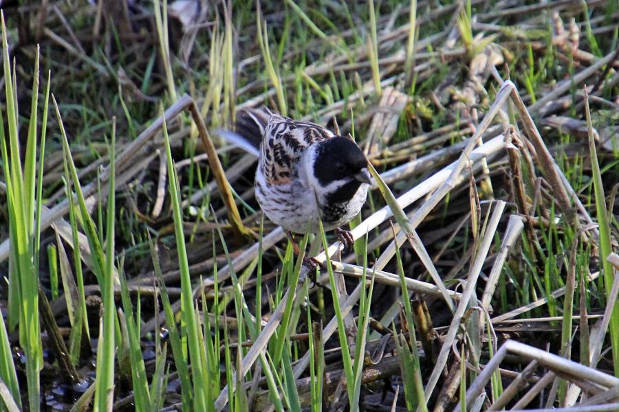 Камышовая (тростниковая) овсянка, камышник (лат. Emberiza schoeniclus) мелкая птица зарослей по берегам водоёмов, окраской напоминающая воробья, с чёрным «капюшончиком» на голове у самца