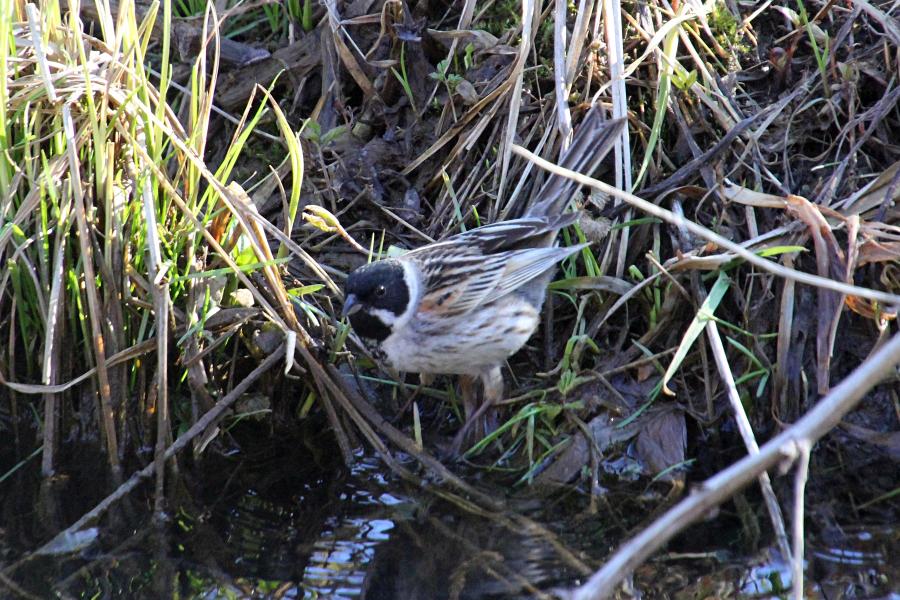 Камышовая (тростниковая) овсянка, камышник (лат. Emberiza schoeniclus) мелкая птица зарослей по берегам водоёмов, окраской напоминающая воробья, с чёрным «капюшончиком» на голове у самца